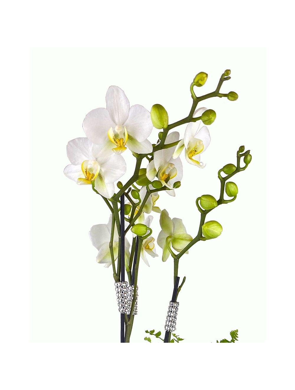 mini orquidea Phalaenopsis tripla branca box preto coração