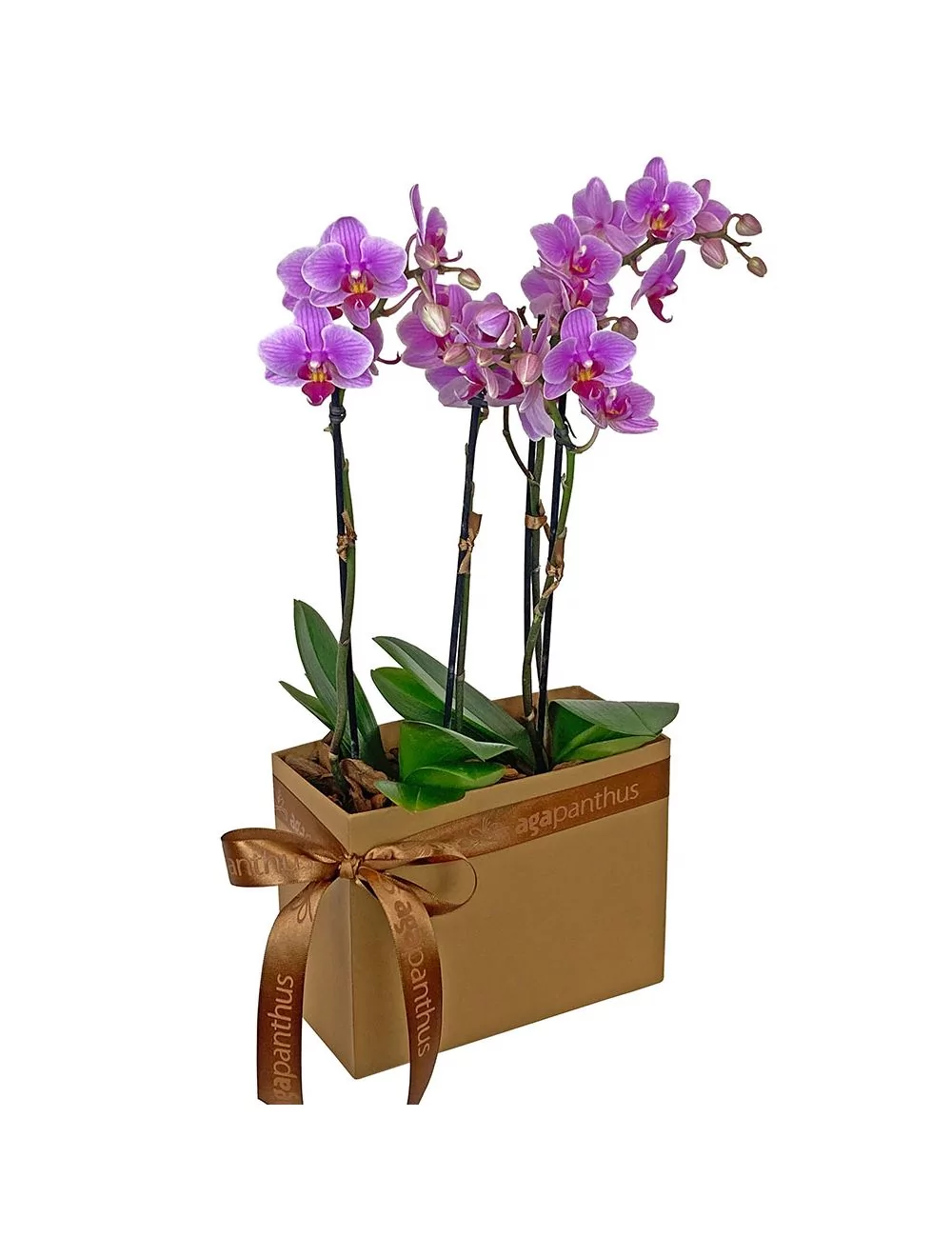mini orquidearosa lilas felicia box havana retang