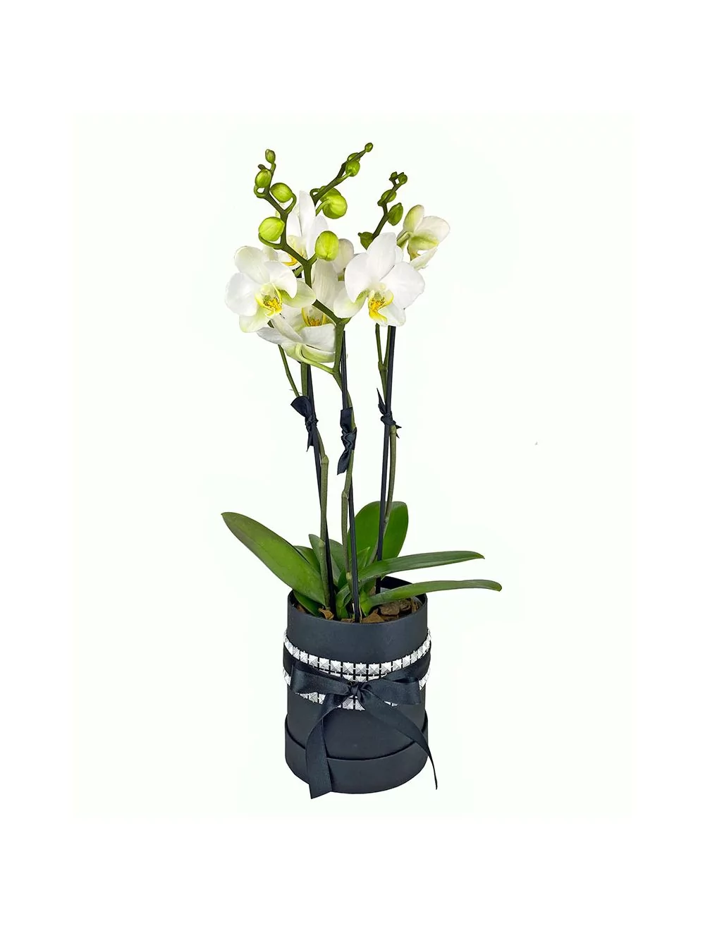 mini orquidea Phalaenopsis tripl box preto fita metalizada cor branca