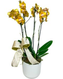 ORQUÍDEA MIDI DUPLA GOLD AMÉLIE