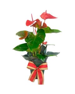 ***ANTÚRIO VERMELHO GUNNAR 