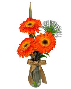 TRIO GÉRBERAS ALARANJADAS BEATRICE I