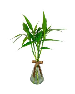 LUCKY BAMBOO – BAMBU DA SORTE WILBERT