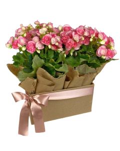 BEGÔNIA DUPLA COR-DE-ROSA LÍVIA II