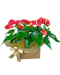 DUO ANTÚRIO VERMELHO SKJOLD