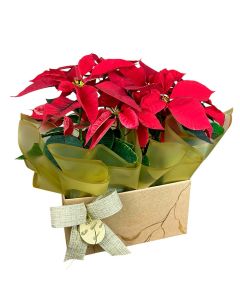 DUO POINSÉTIA VERMELHA SNORRI