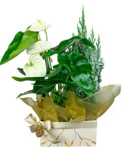 ANTÚRIO BRANCO + TUIA NEVADA ODDVAR