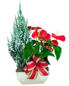 ANTÚRIO VERMELHO + TUIA MICHIGAN II