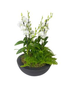 TRIO ORQUÍDEAS DENPHAL BRANCO CONSUELO