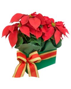 DUO POINSÉTIA VERMELHA RAKEL