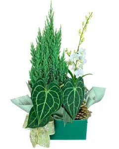 COMBO TUIA + ORQUÍDEA DENPHAL + ANTÚRIO ALBIN II