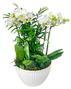 DUO MINI ORQUÍDEAS BRANCAS MARTINA