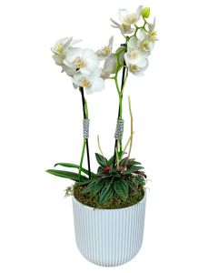 MINI ORQUÍDEA BRANCA DORIAN