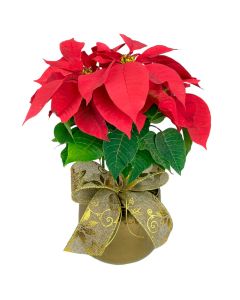 ***POINSÉTIA VERMELHA CACHEPÔ CERÂMICO ARNE