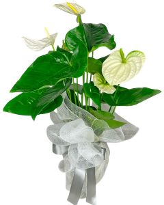 ANTÚRIO BRANCO LUIZA