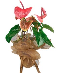 ANTÚRIO ROSÉ LUIZA II