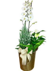 ORQUÍDEA EXTRA GRANDE + TUIA NEVADA + ANTÚRIO BRANCO SIENA