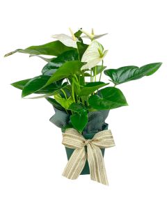 ***ANTÚRIO BRANCO ANTON 