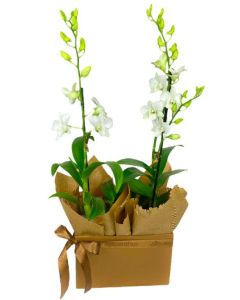 DUO ORQUÍDEAS BRANCAS DENPHAL JASMINE