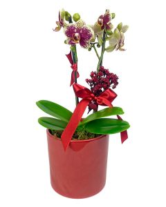 ORQUÍDEA MIDI BICOLOR CORINE