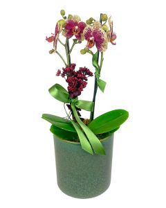 ORQUÍDEA MIDI BICOLOR VIVIANE