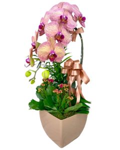 ORQUÍDEA PHALAENOPSIS CASCATA BICOLOR ROSÉ DARA