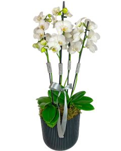 DUO DE ORQUÍDEAS MIDI PHALAENOPSIS BIANCA 