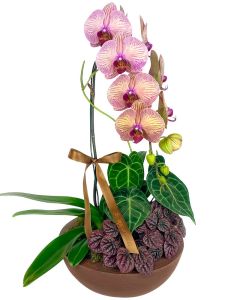 ORQUÍDEA PHALAENOPSIS BICOLOR CASCATA VÂNIA