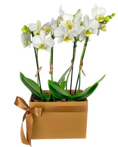 DUO MINI ORQUÍDEAS BRANCAS PAULA