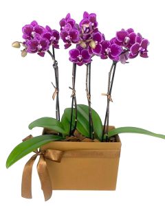 DUO MINI ORQUÍDEAS PINK PAULA II