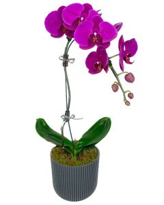 ORQUÍDEA PHALAENOPSIS PINK/BORDÔ PIETRA