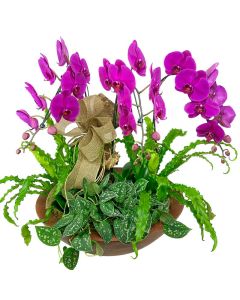 TRIO ORQUÍDEAS PHALAENOPSIS PINK/BORDÔ DIANA