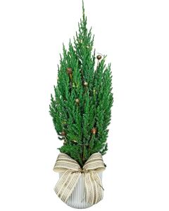 ***MINI TUIA COM LUZ DOORN