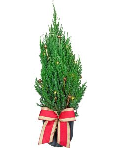 ***MINI TUIA COM LUZ EDE