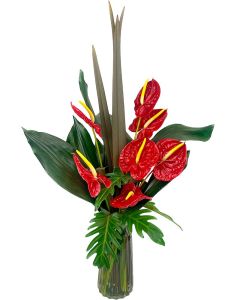 ANTÚRIOS VERMELHOS ROMEU