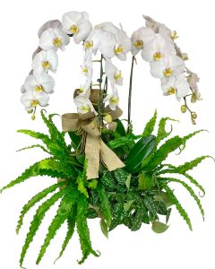 TRIO ORQUÍDEAS PHALAENOPSIS BRANCAS DIANA 