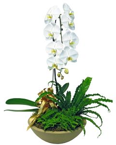 ORQUÍDEA PHALAENOPSIS BRANCA CASCATA JUSTINE OURO