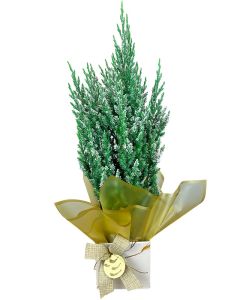 TUIA STRICKTA NEVADA TORVALD