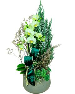 ORQUÍDEA MIDI VERDE +TUIA NEVADA JARLE