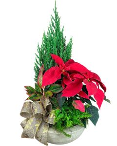 POINSÉTIA + TUIA STRICKTA ULF