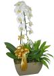 ORQUÍDEA PHALAENOPSIS CASCATA BRANCA ÁGDA OURO