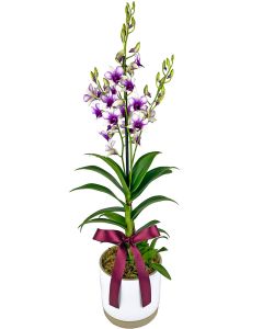 Flores Datas Especiais | Agapanthus Floricultura