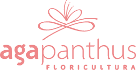 Agapanthus Floricultura | Floricultura em Curitiba