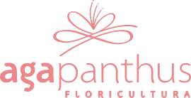 Agapanthus Floricultura | Floricultura em Curitiba